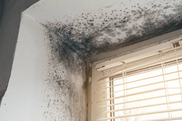 Affordable Commercial Mold Remediation solutions in Brodnax, VA